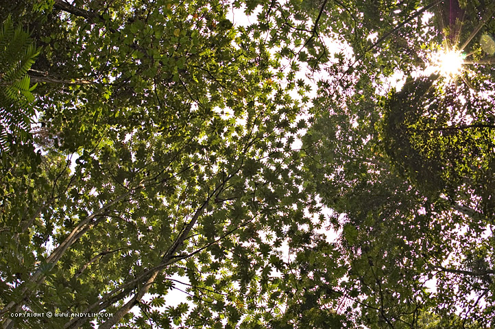 Canopy