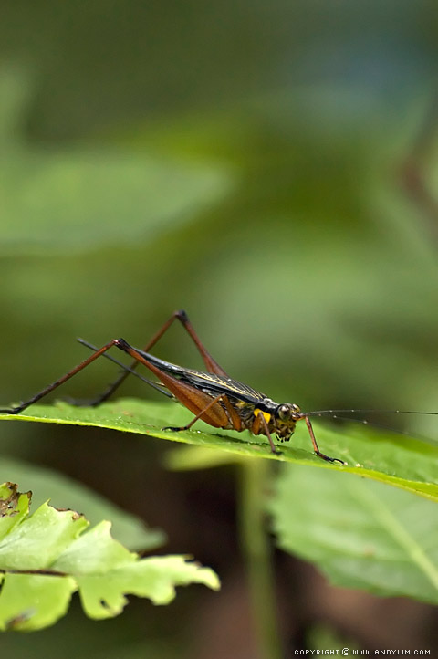 Grasshopper