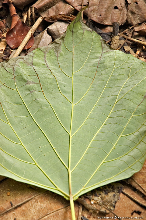 Leaf