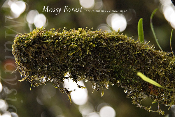 MossyForest2
