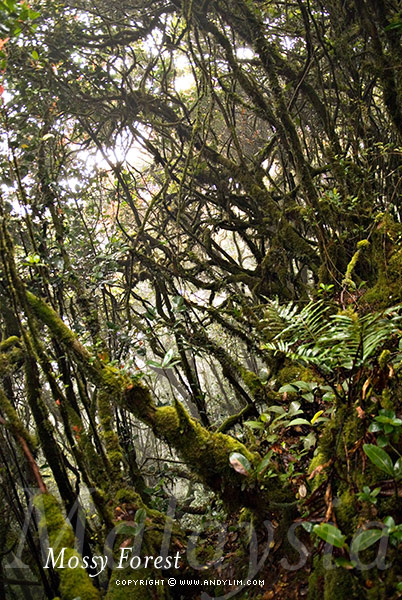 MossyForest4