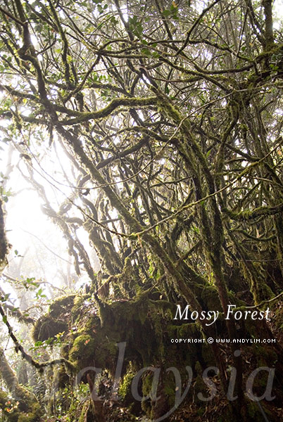 MossyForest5
