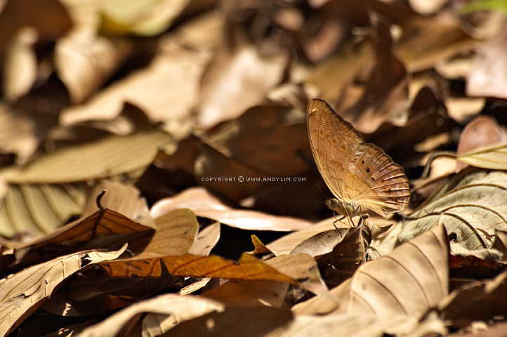 Moth