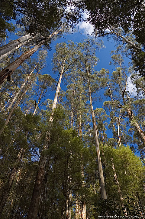 Otway Forest5 Composition in Landscape Photography