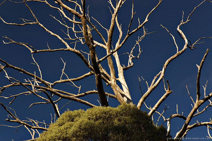 Otway_Forest_Tree_Closeup