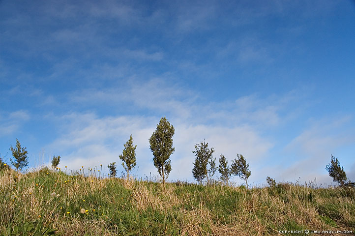 Otway_Meadow3