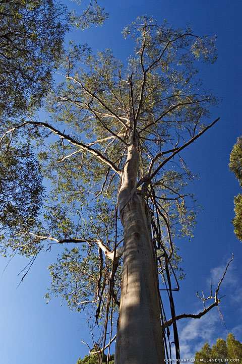 Otway_Tall_Tree