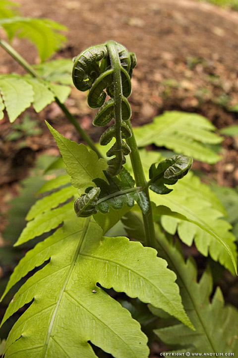 Plant