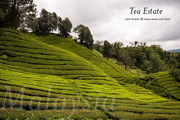 TeaEstate3