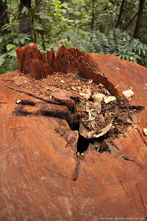 TreeTrunk