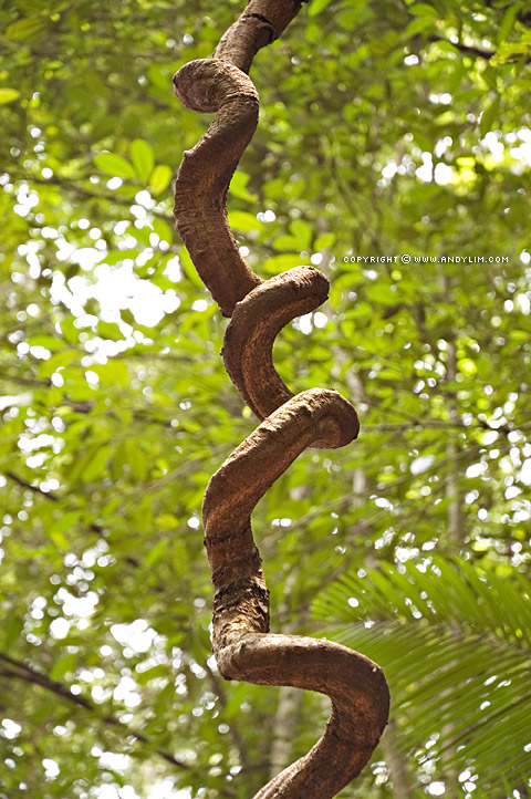 Vines