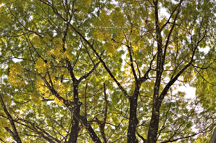 YellowLeaves